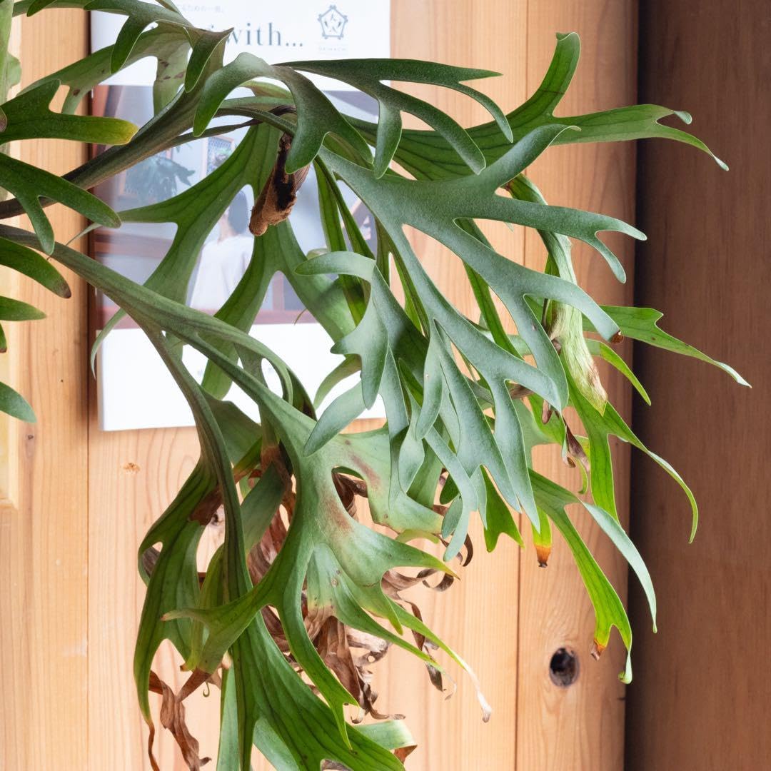 能を読む ①〜④ 4冊セット◇角川学芸出版 能を読む 2 / 梅原 猛/観世